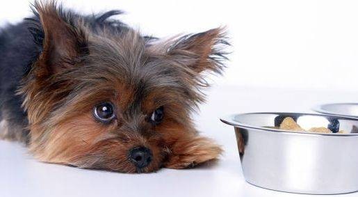 Анализ на кучешките храни