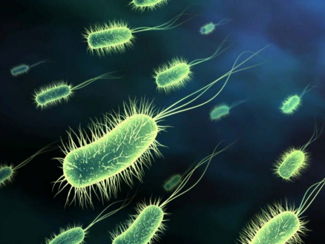 Пробиотик бактериите - полезна информация за тях здравен портал Фрамар