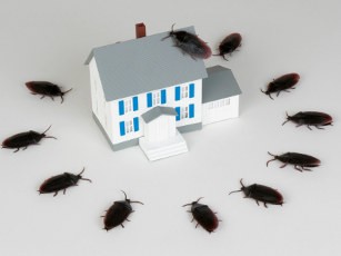 Ефективен начин за унищожаване на хлебарки