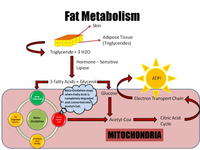 Метаболизъм: какво знаете за него? (2018)