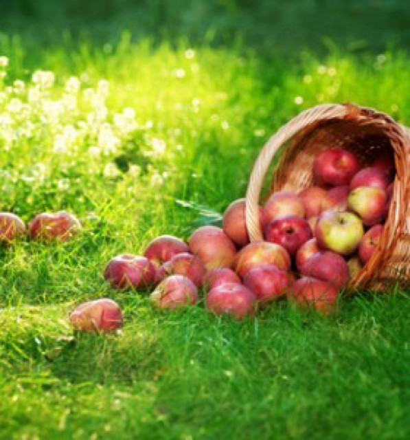 Здравословни ползи от ябълките (2018)
